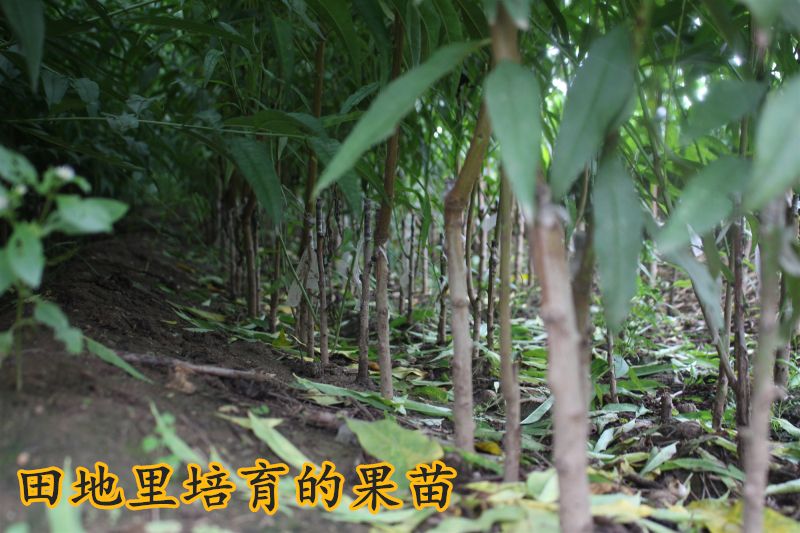 春丽桃树苗 1~1.5米 