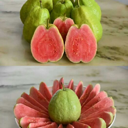 灵山县红宝石少籽芭乐苗