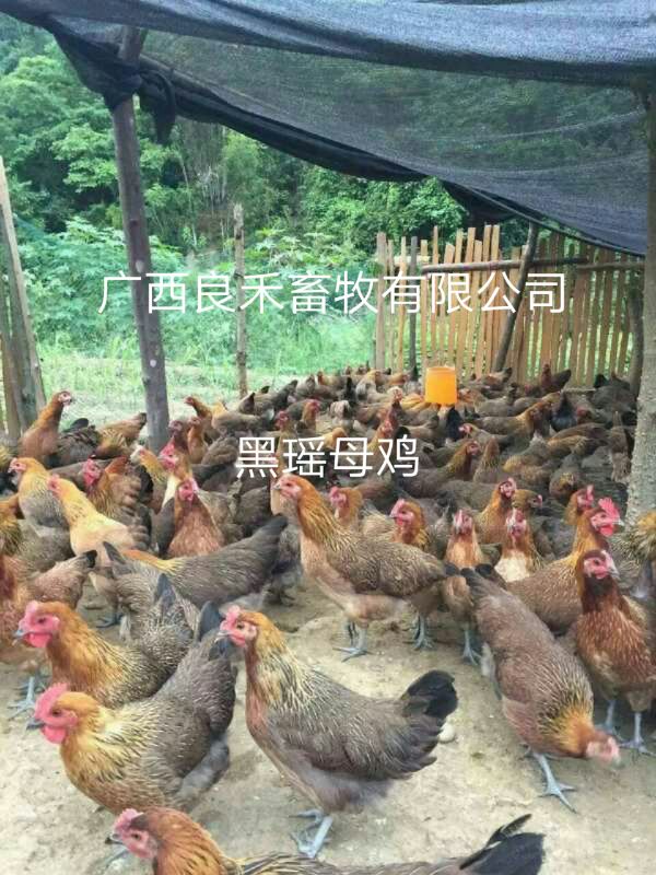 瑶鸡苗 ，分红瑶黑瑶血瑶，肉质比灵土更甚