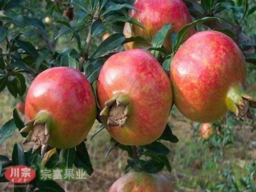 成都突尼斯软籽石榴树苗
