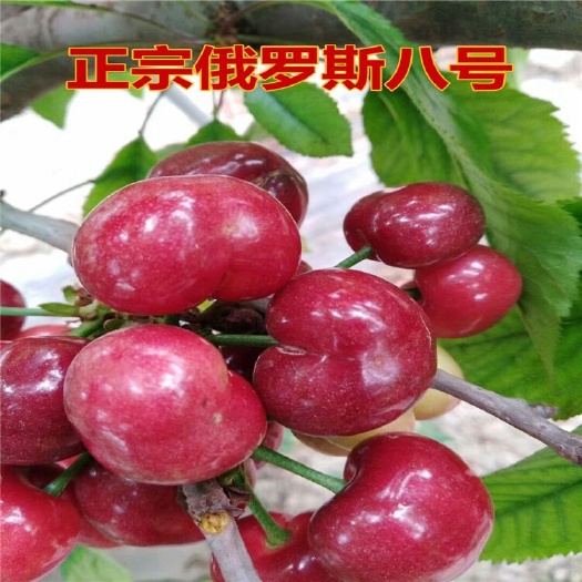 平邑县俄罗斯8号樱桃苗