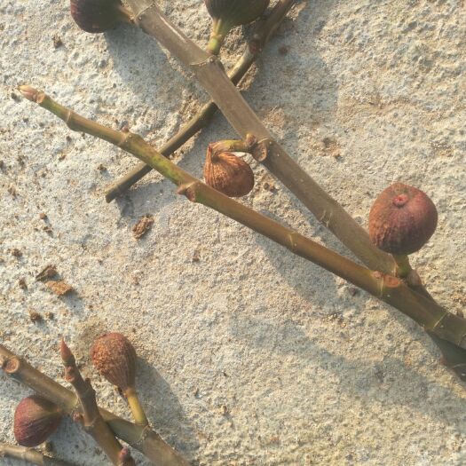 荣成市日本紫果无花果苗