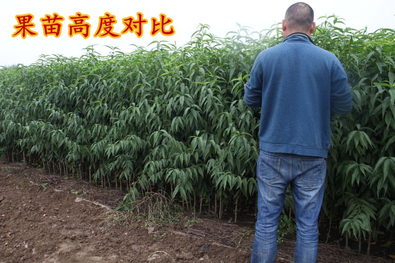 春丽桃树苗 1~1.5米 