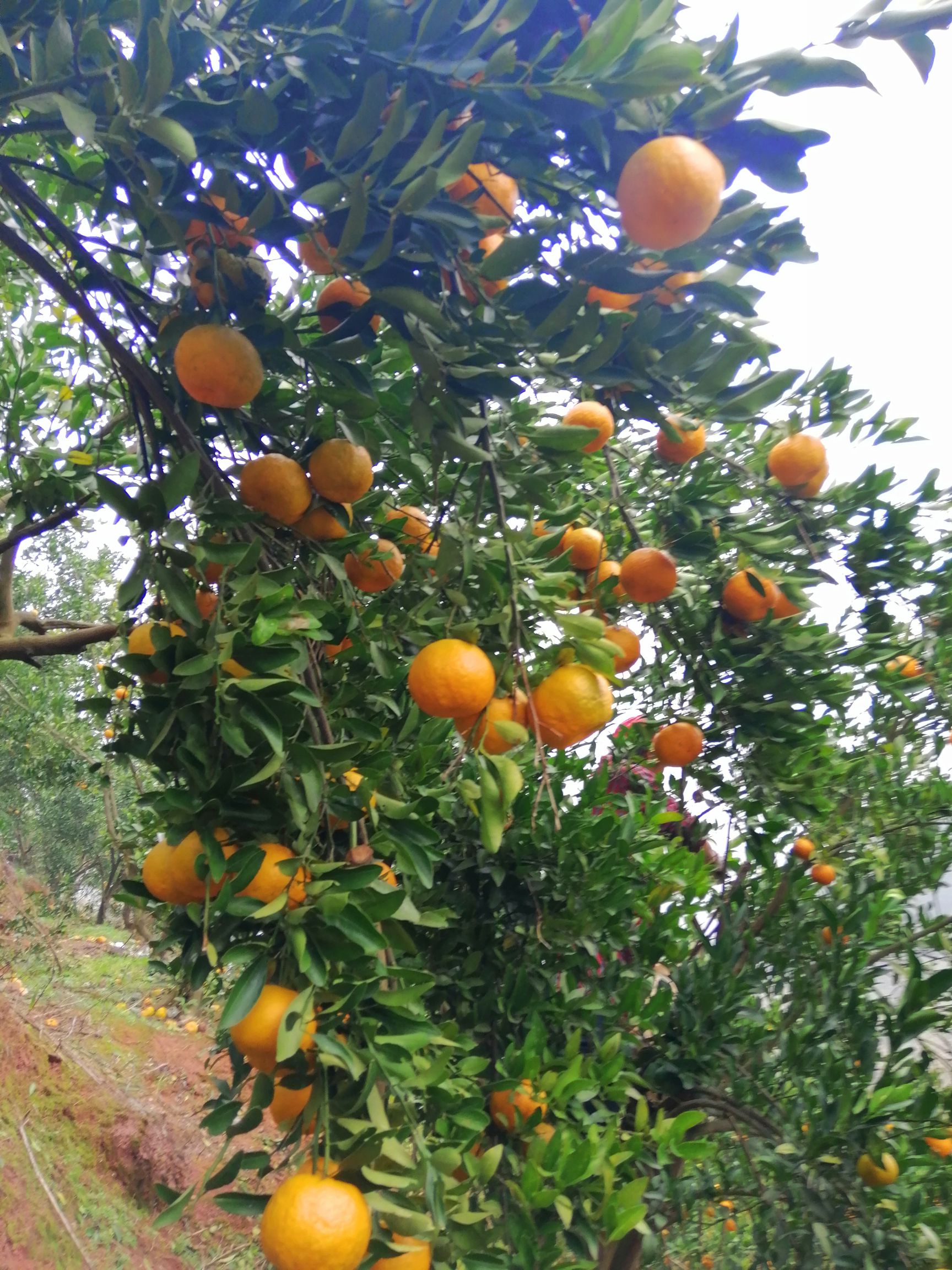 冰糖橙 55 - 60mm 4两以下