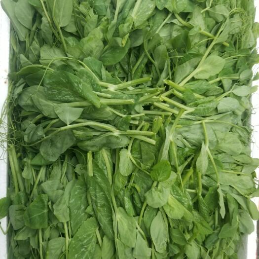 成都豌豆尖 7-10cm 饱满 