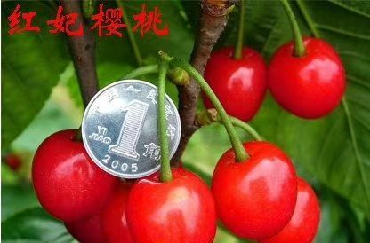 泰安吉塞拉樱桃苗 