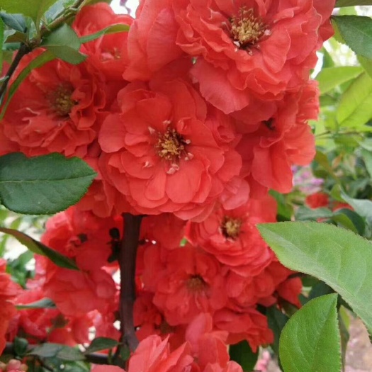 营口百合花 富贵王子海棠观赏树  盆景树，每年开三期花