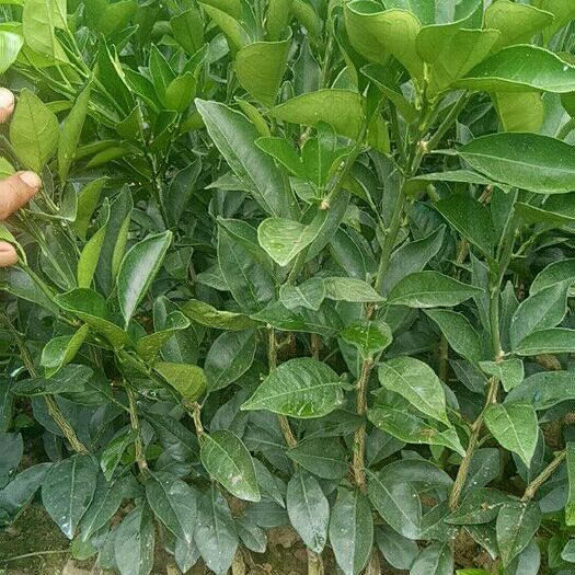 富川县纽荷尔脐橙苗 嫁接苗 0.5~1米 