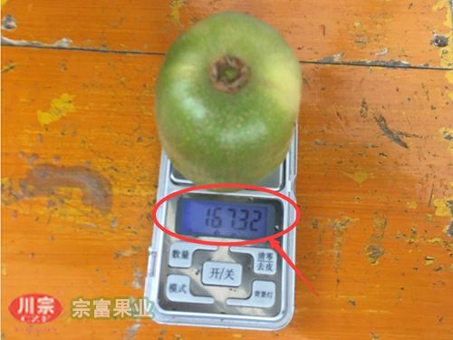 成都红心猕猴桃苗 嫁接苗