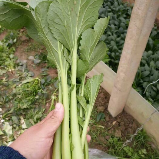 阳谷县北方小油菜 1~2两 