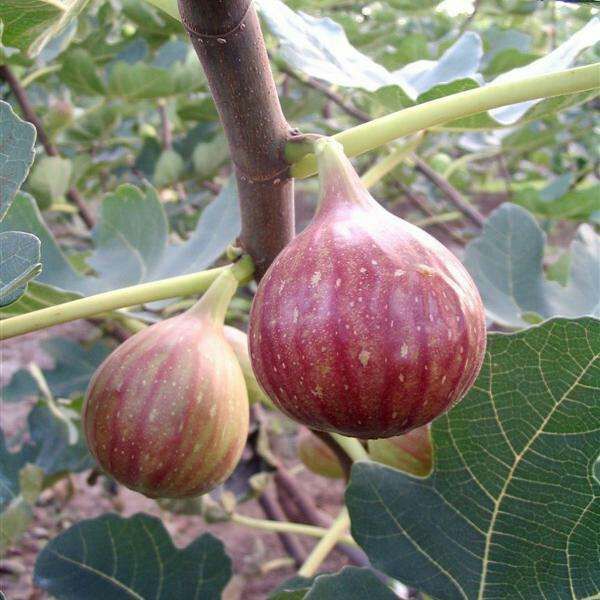 波姬红无花果苗