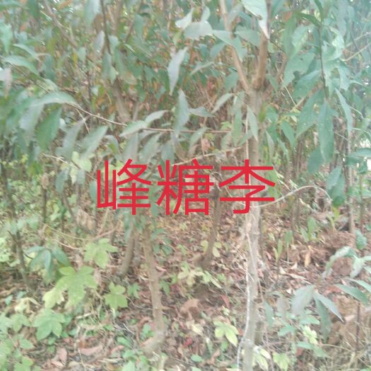 简阳市蜂糖李树苗