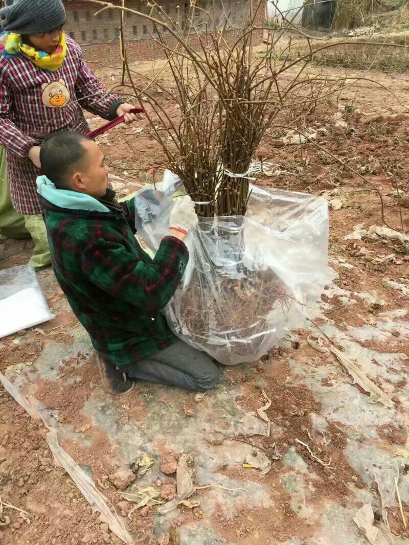  自家苗圃，出售猕猴桃苗，有红阳，东红，翠香徐香，金艳，水杨桃