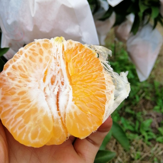 资阳耙耙柑 7.5 - 8cm 3两以上
