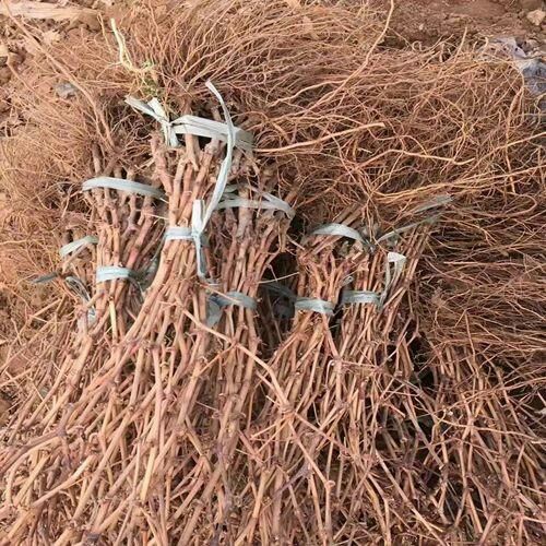 巨峰葡萄苗 大蓝宝石葡萄树苖果树果苗南北方种植爬藤盆栽当年结果