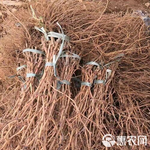 巨峰葡萄苗 大蓝宝石葡萄树苖果树果苗南北方种植爬藤盆栽当年结果