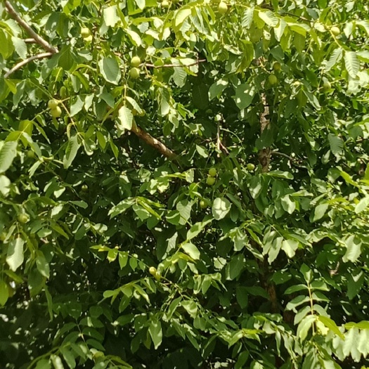 泰安薄皮核桃苗