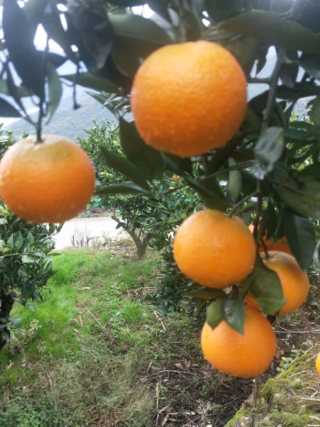 秭归脐橙 4-8两 80-85mm