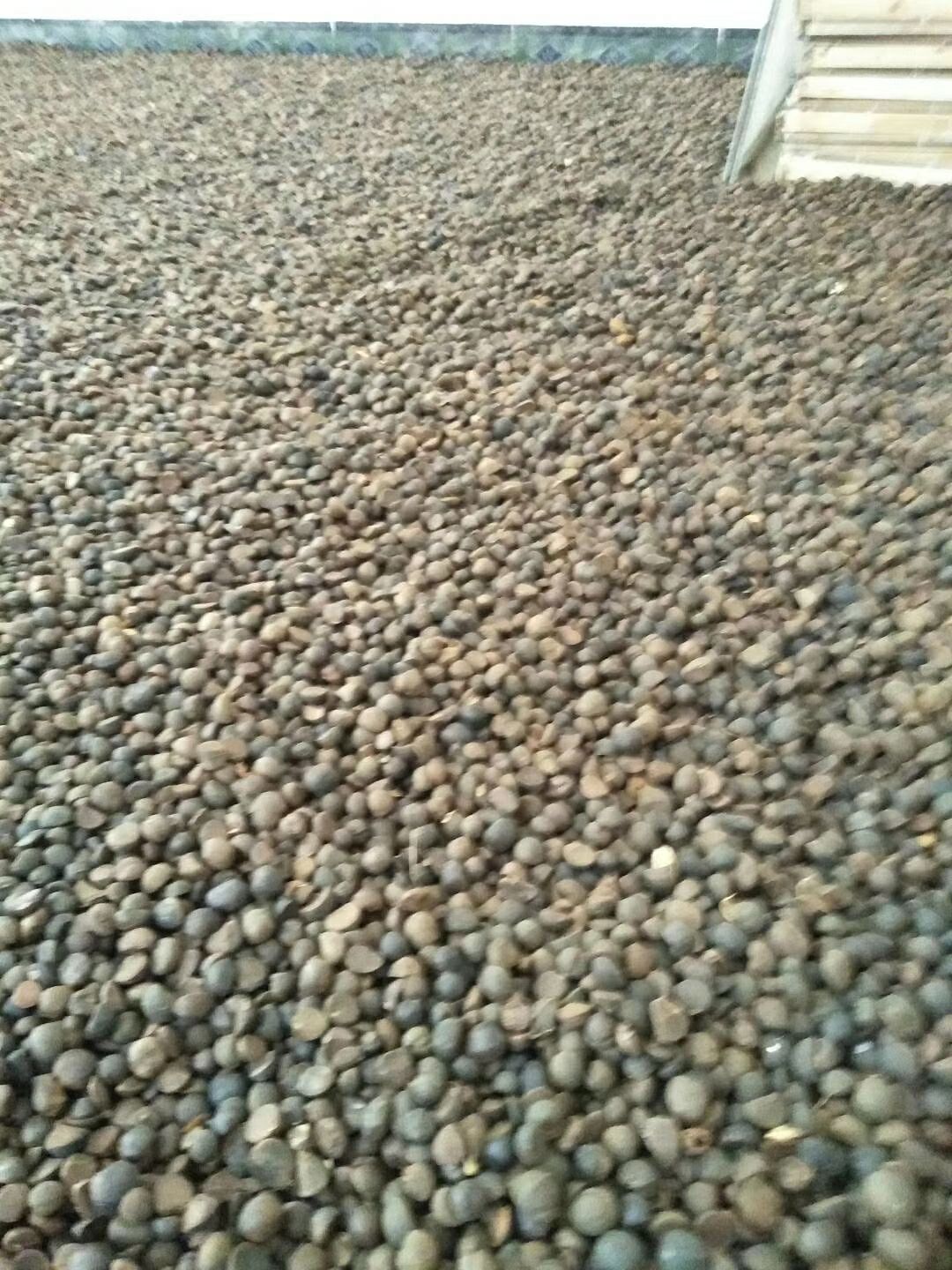 东兰县野山茶籽