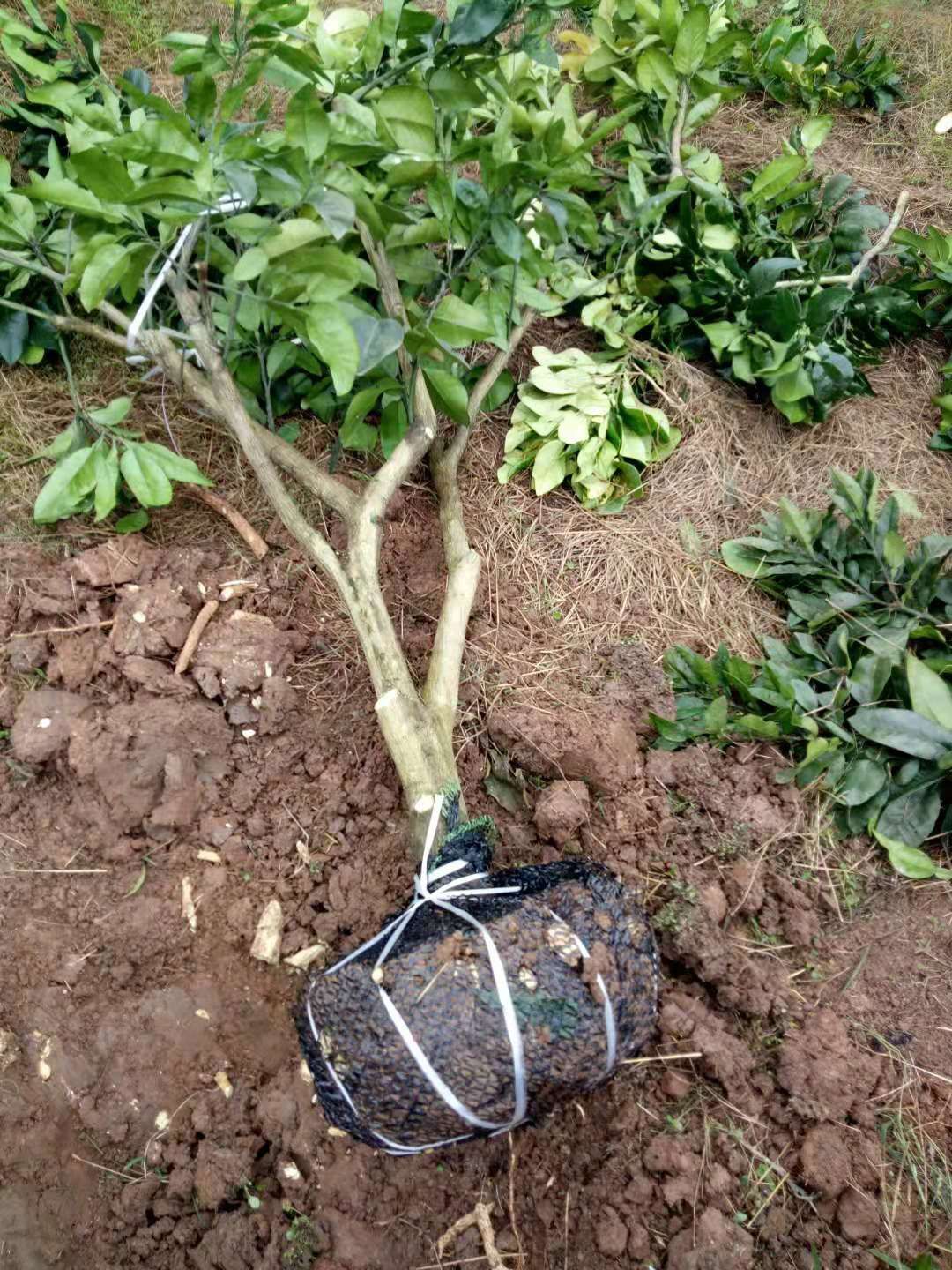 红心柚苗