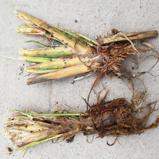 仙桃市茭白种苗  特早熟双季茭白老茎苗水果茭白荣民茭白系列