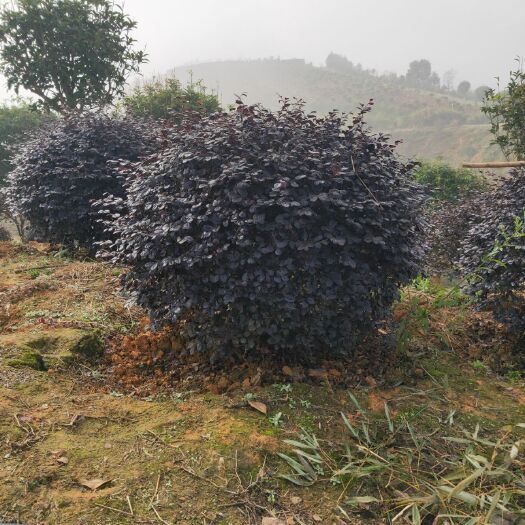 郴州黑珍珠红继木 