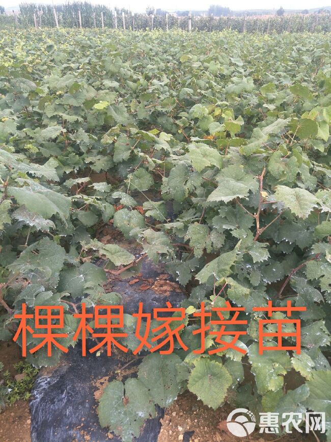 巨峰葡萄苗 大蓝宝石葡萄树苖果树果苗南北方种植爬藤盆栽当年结果