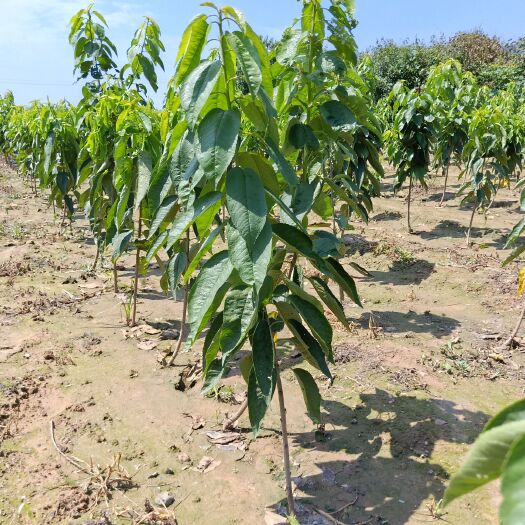 泰安吉塞拉樱桃苗  矮化樱桃苗培育基地 1-5辉煌樱桃苗价格