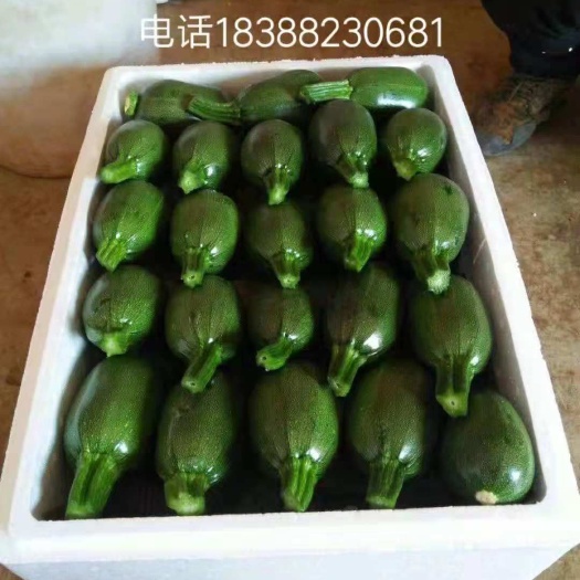 昆明 绿皮西葫芦