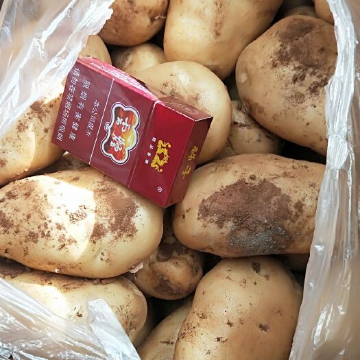陆良县丽薯6号 3两以上