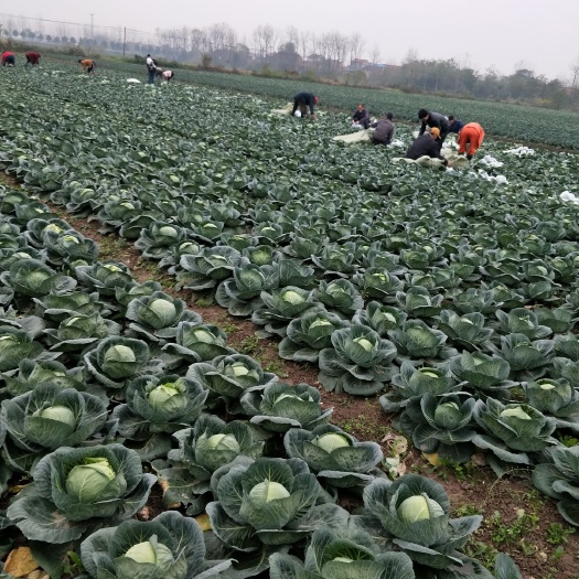 嘉鱼县绿包菜  精选新鲜甘蓝包菜货货充足保质保证
