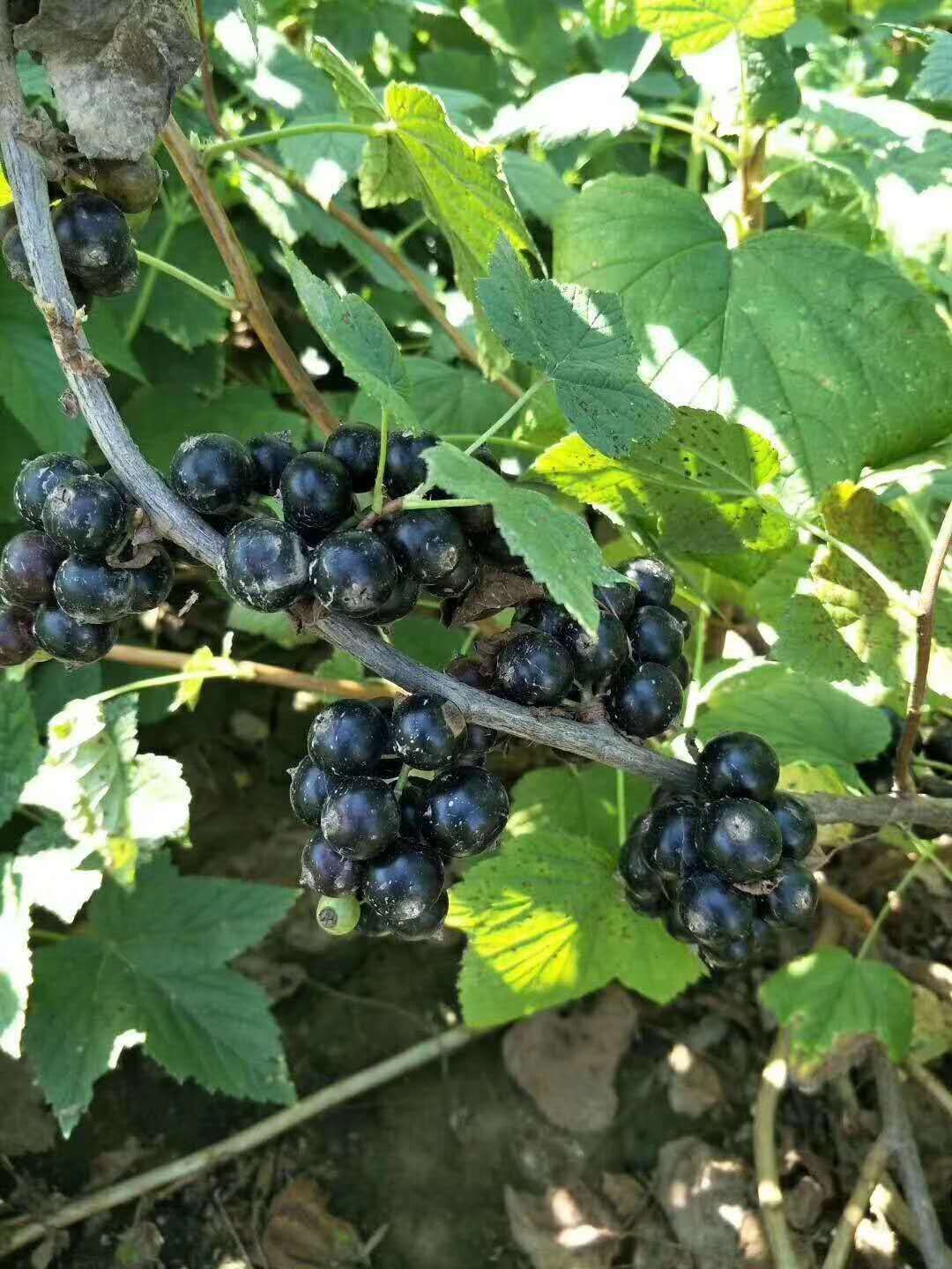 黑加仑苗 当年结果苗 多个分枝 两年大苗