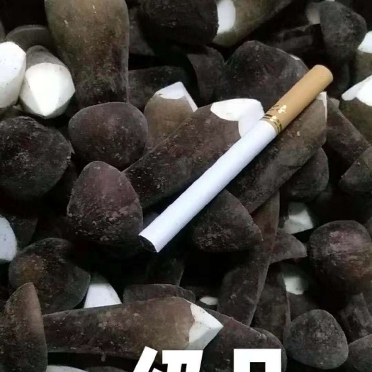鱼台县鸡枞菌 人工种植 5cm~7cm 黑皮鸡枞 鲜货