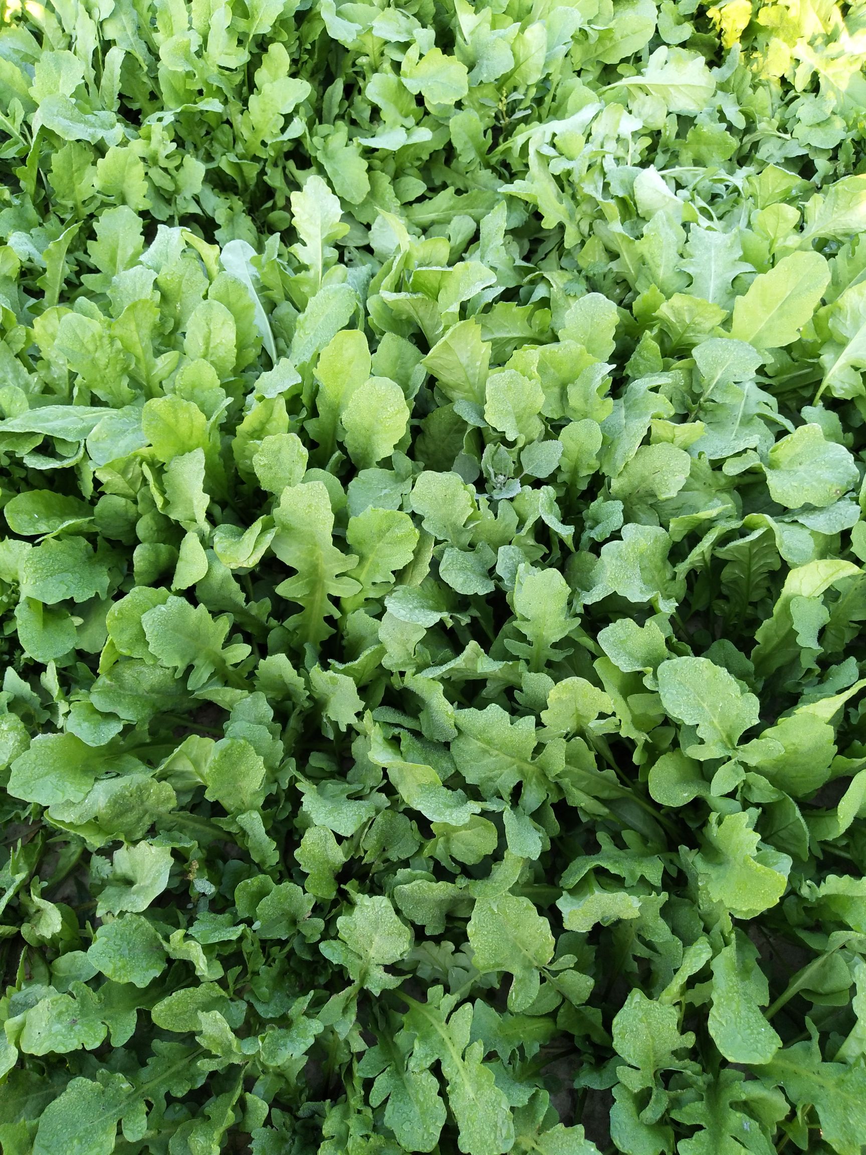 速冻荠菜