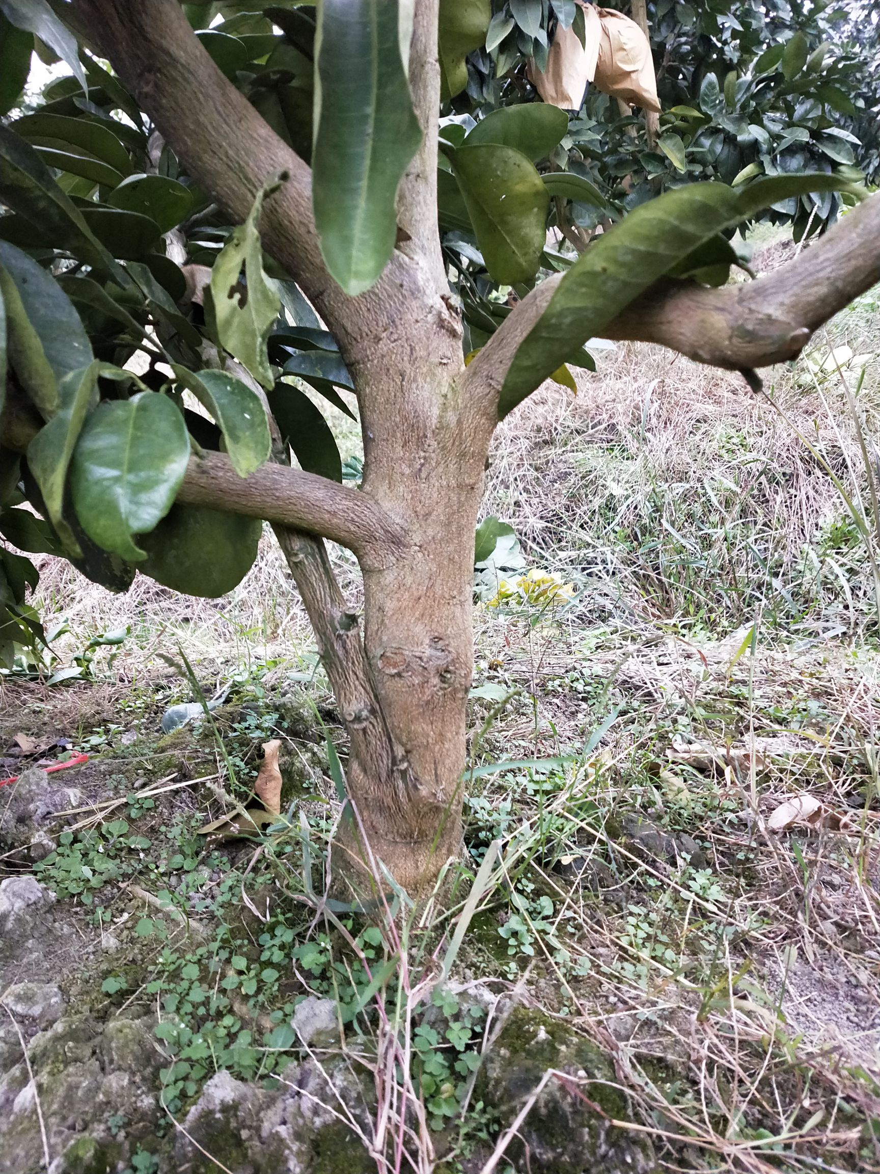 红心柚苗
