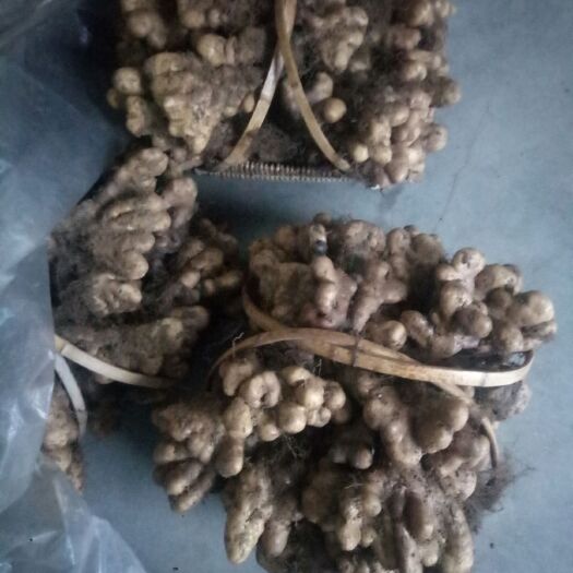 佛手山药 通货 