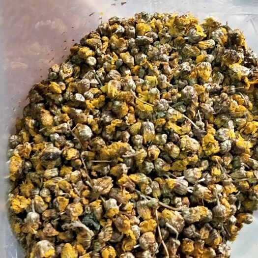 十堰干野菊花