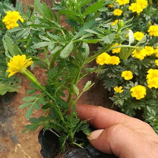 青州市孔雀草菊花苗 孔雀草红色黄色