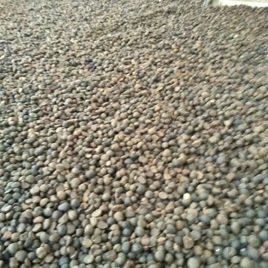 东兰县茶籽质量产品第一