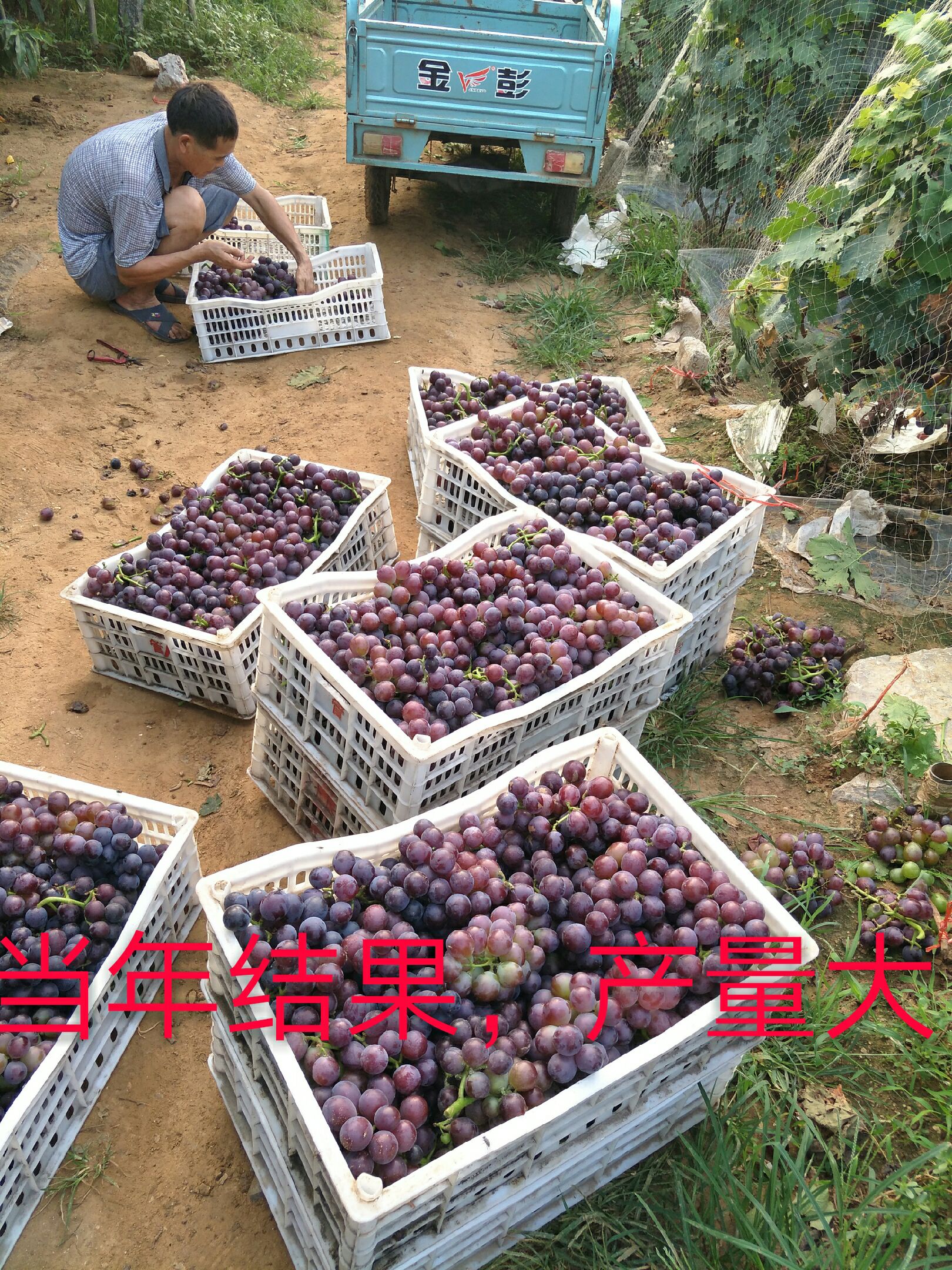 巨峰葡萄苗 大蓝宝石葡萄树苖果树果苗南北方种植爬藤盆栽当年结果