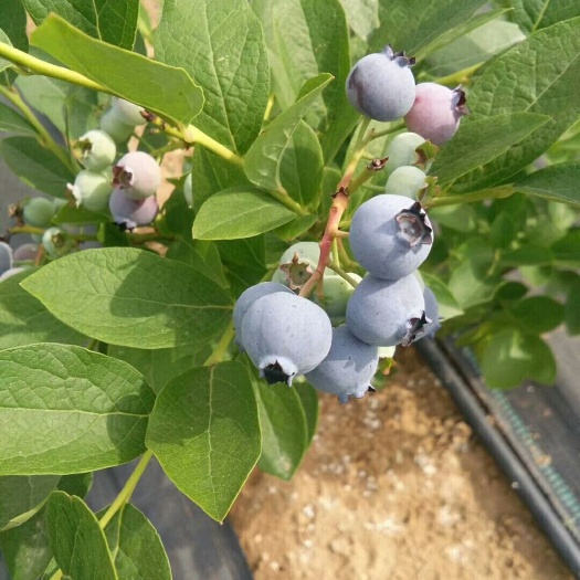 泰安南高丛蓝莓苗