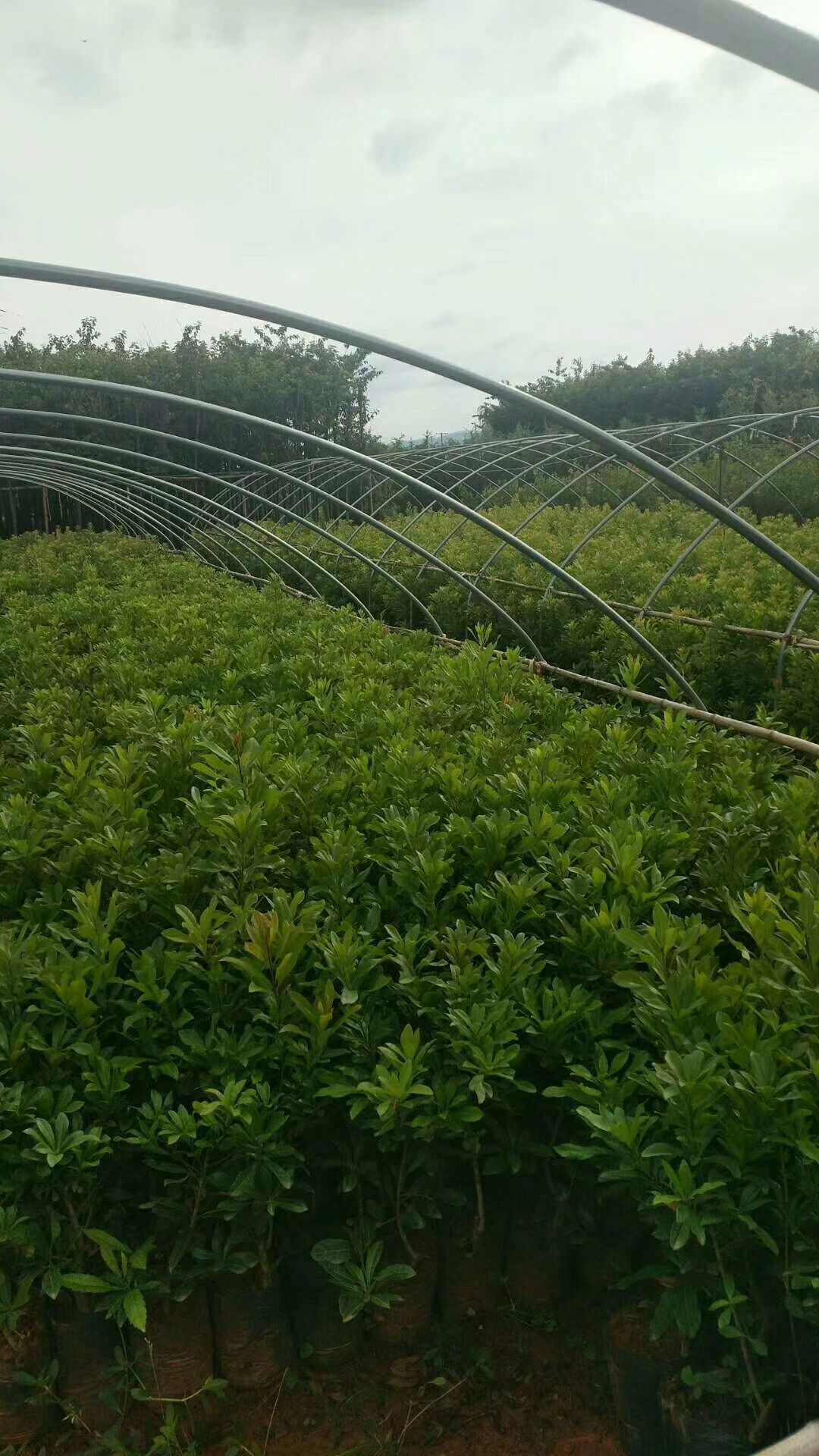 东魁杨梅树苗  荸荠杨梅，黑炭杨梅苗，云南杨梅苗基地直供