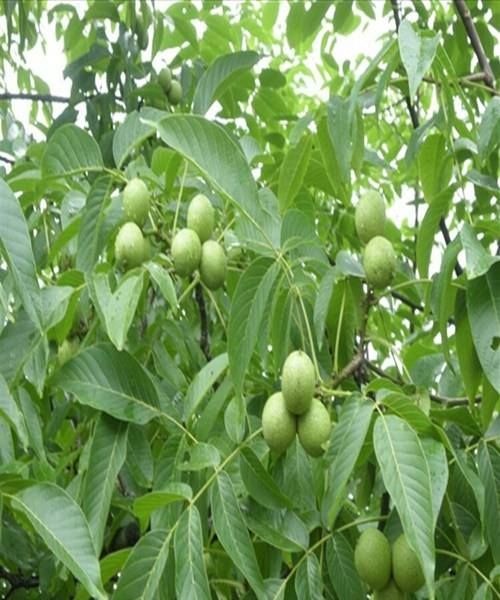 平邑县8518核桃苗