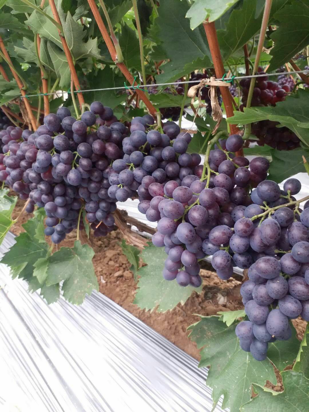 巨峰葡萄苗 大蓝宝石葡萄树苖果树果苗南北方种植爬藤盆栽当年结果