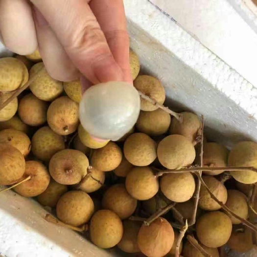 昆明泰国龙眼 25mm以上 