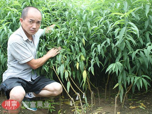 成都胭脂脆桃种苗 1.5~2.0米 