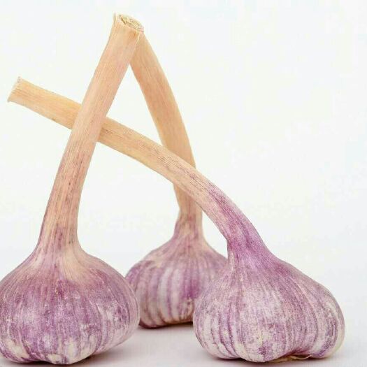金乡县紫皮大蒜 混级统货 多瓣蒜 