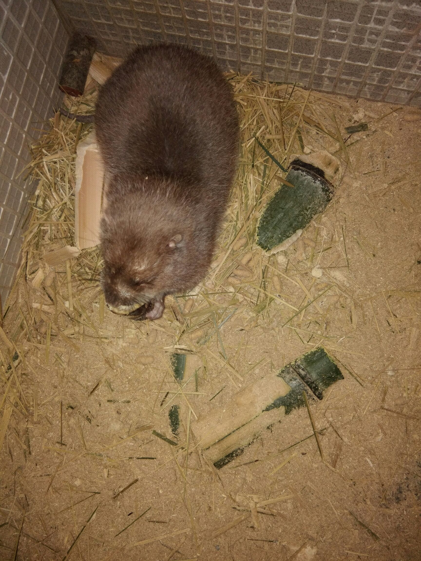 土鸡 统货 2-3斤 