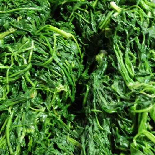 虞城县速冻荠菜