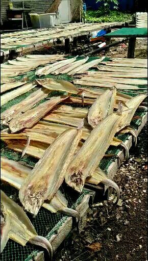 北海鳗鱼干 
